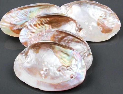Istiridye Sedef Deniz Kabuğu