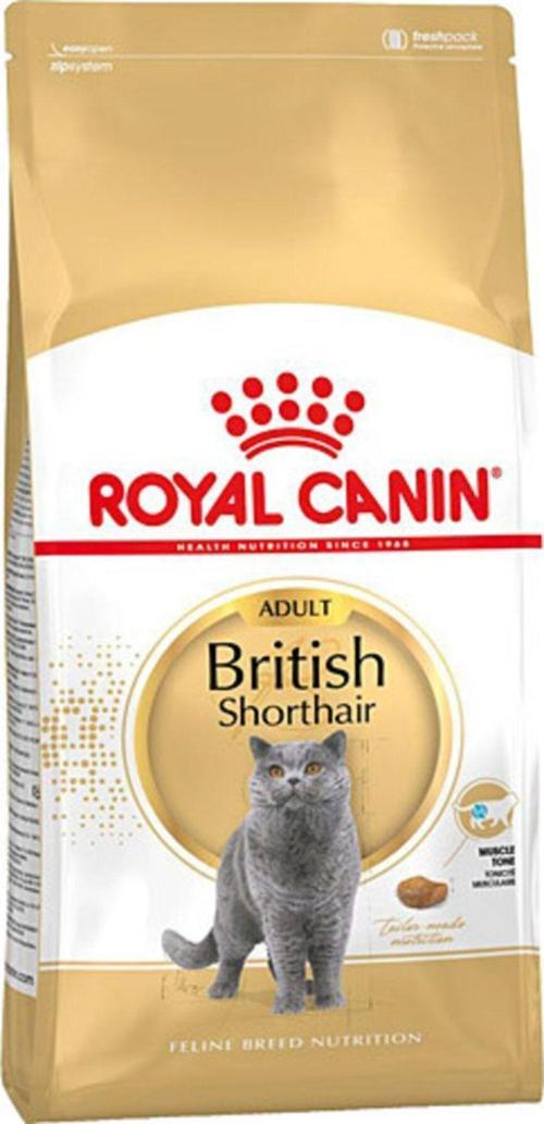 ADULT BRİTİSH SHORTHAİR KEDİ 2 KG 1 ADET