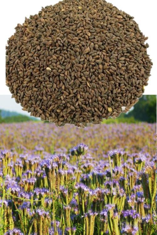 Faselya Tohumu Arı Otu Tohumu 1 Kg