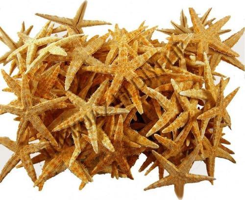 Deniz Yıldızı Natural 4 Cm - 6 Cm (100 Adet)