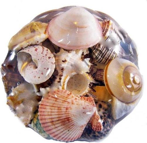 Fruit Of The Sea  20 CM