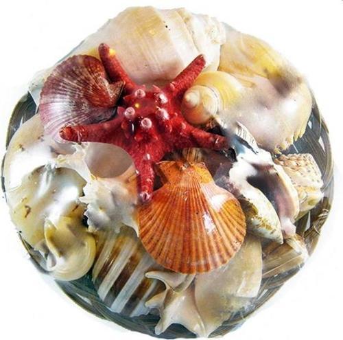 Fruit Of The Sea 12 İnç