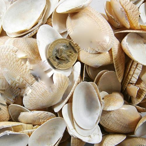 Paphia Neotaples Kiloluk Deniz Kabuğu (1 KG)