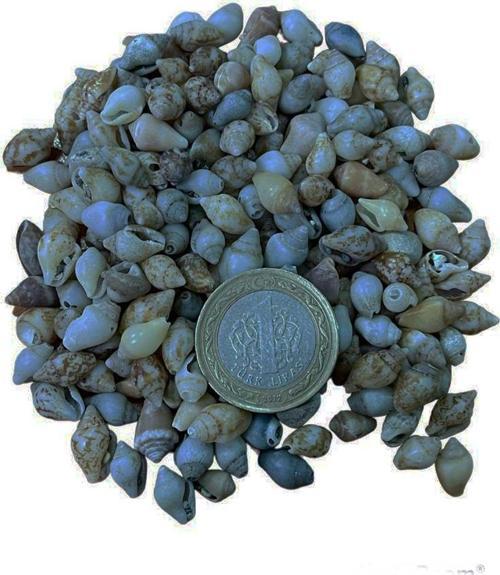 Nassa Shell Kiloluk Deniz Kabuğu 250 GR Yerli