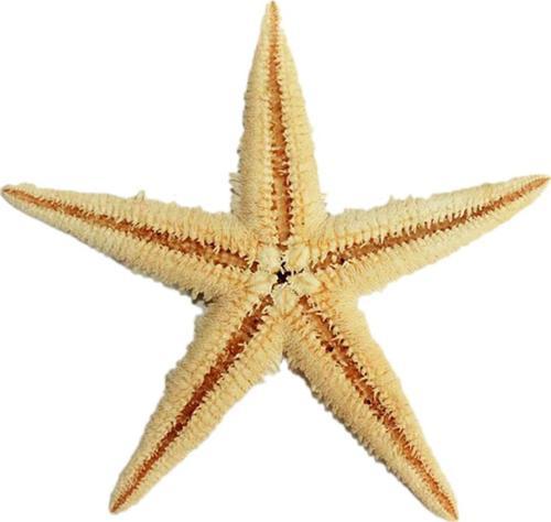 Natural Deniz Yıldızı 6 Cm - 9 CM
