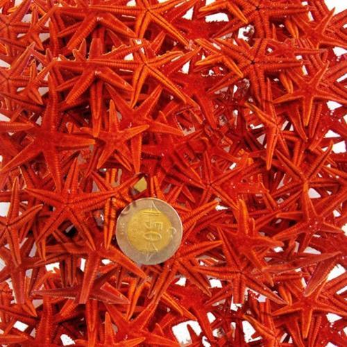 Naturel Deniz Yıldızı Minik Boy 0.5 Cm -1.5 Cm (100 Adet)  Kırmızı