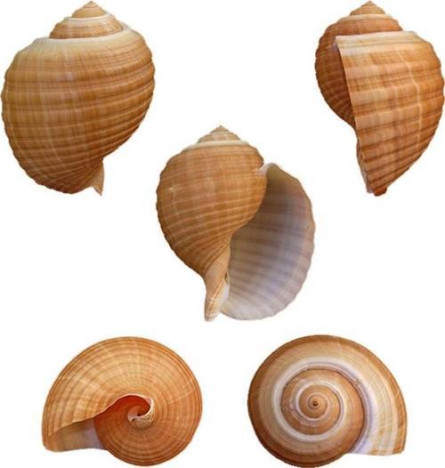 Tonna Cepa 9-10 CM
