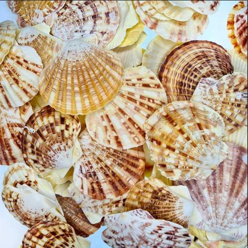 Pecten Mascarensis Kiloluk Deniz Kabuğu (1 Kg)