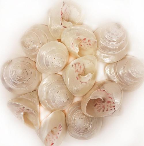 Troca Strawberry Pearlized Kiloluk Deniz Kabuğu (1 KG)