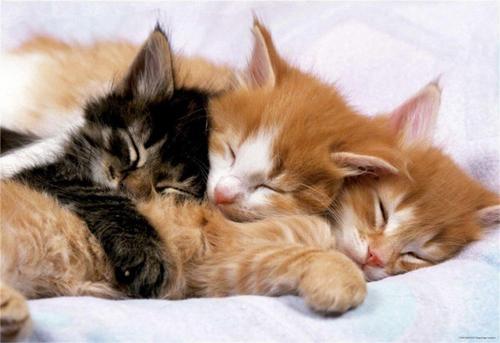 Kittens 500 Parça Puzzle