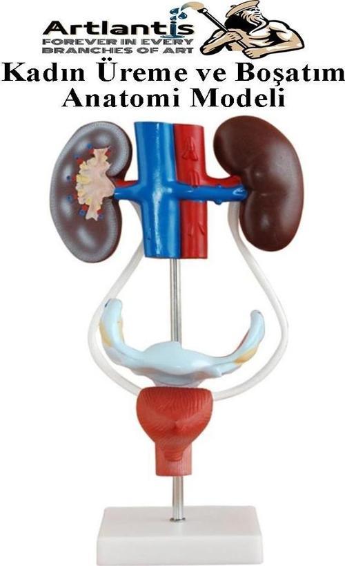 Kadın Üreme ve Boşaltım Sistemi Anatomi Modeli 1 Adet Boşaltım Sistemi Maketi Böbrek Anatomik Model Deney Bilim Tıbbi
