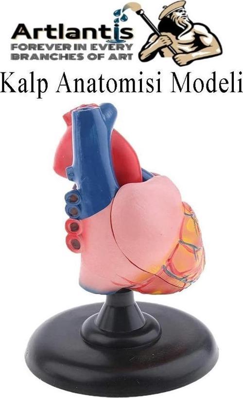 Kalp Modeli 2 Parça 1 Adet Gerçek Boy Kalp Anatomisi Modeli İnsan Kalp Modeli Renkli Bilim Deney Malzemesi