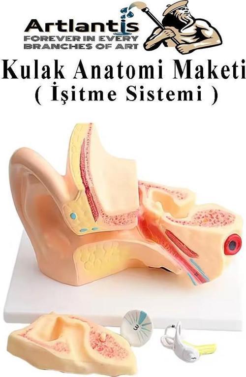 Kulak Anatomisi Modeli 1 Adet İnsan İşitme Sistemi Ses Anatomik Modeli Deney Bilim Tıbbi Model Kulak Maketi Masaüstü