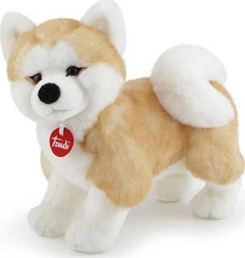 Akita Ascanio 22663