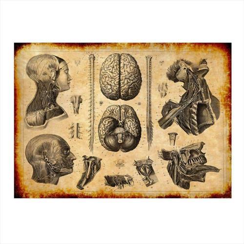 İnsan Kafa Anatomisi Dekoratif Mdf Tablo 50Cmx 70Cm