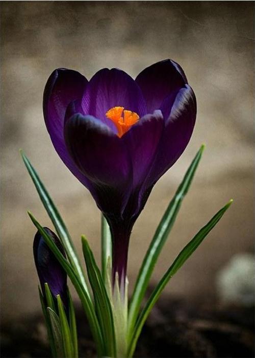 Mor Çiçek Çizimi Tasarım Mdf Tablo