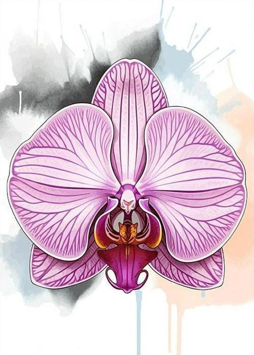 Pembe Orkide Çizimi Hediyelik Mdf Tablo