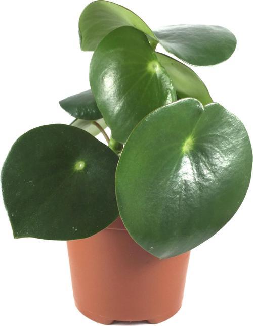 Peperomia Polybotrya (Yağmur Damlası Bitkisi)