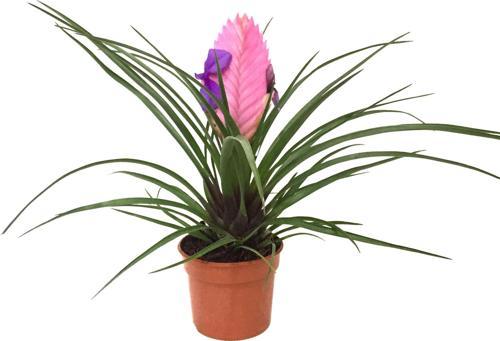 Tillandsia Cyanea (Hava Bitkisi)
