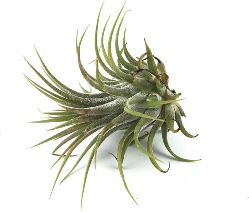 Tillandsia Harrisii (Hava Bitkisi)