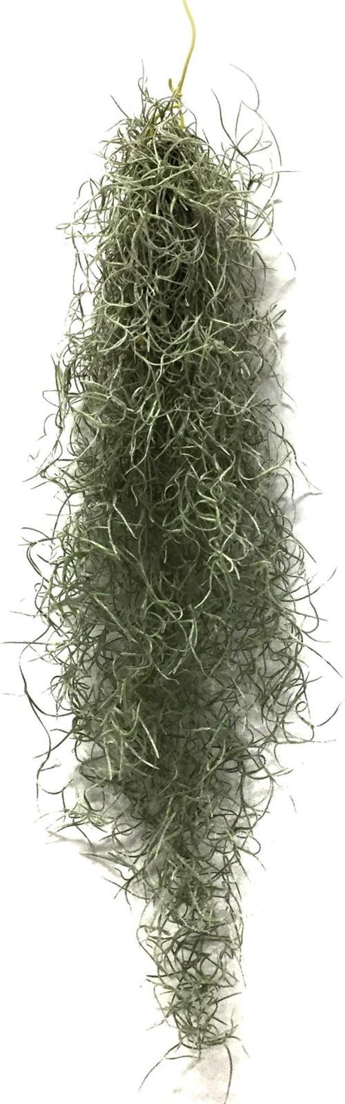 Tillandsia Usneoides (Hava Bitkisi)