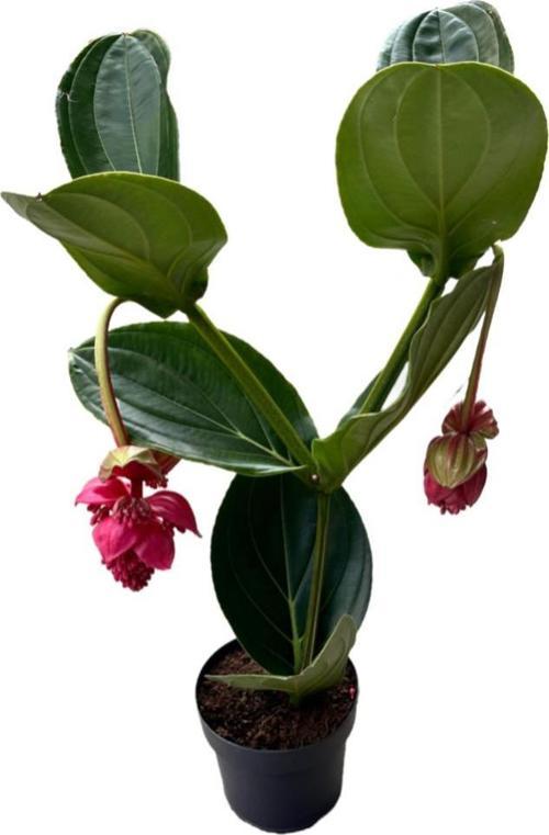 Medinilla Magnifica (Medine Gülü)