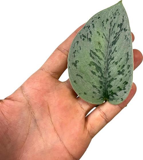 Scindapsus Pictus 'Silver Lady' (Çelik)