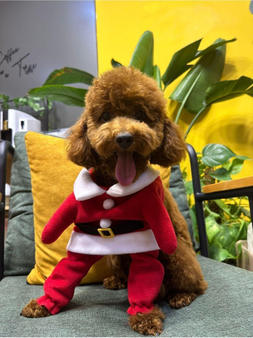 Noel Baba Pet Kostüm Xl