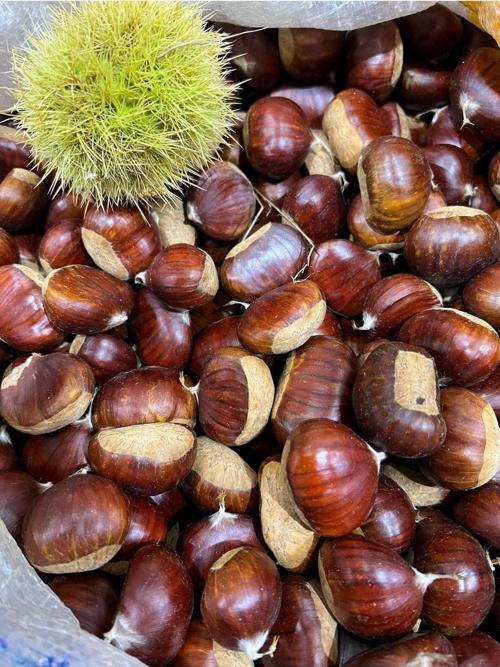 Simav Kestanesi Duble Boy 2000 gr. 2024 Hasat (M.Sarıaltın Mağaza Harici Satıcılara Itibar Etmeyin)