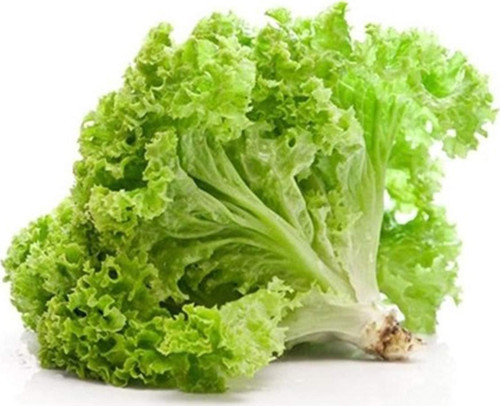 Yazlık Kıvırcık Marul Tohumu 10 Gr