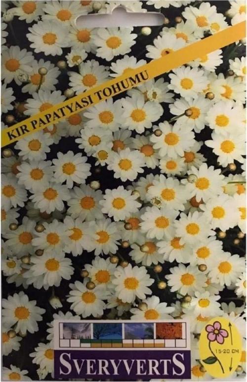 Kır Papatyası Tohumu