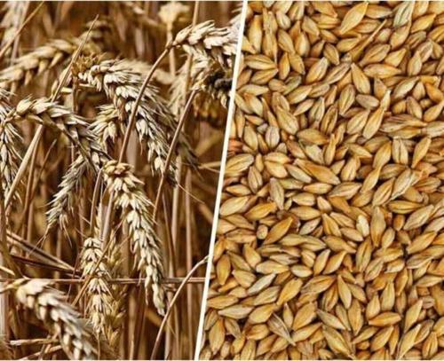 Arpa Tohumu 500 Gram Doğal Arpa Tane Arpa Dane Arpa Kuş Yemi Arpa Ilaçsız Arpa