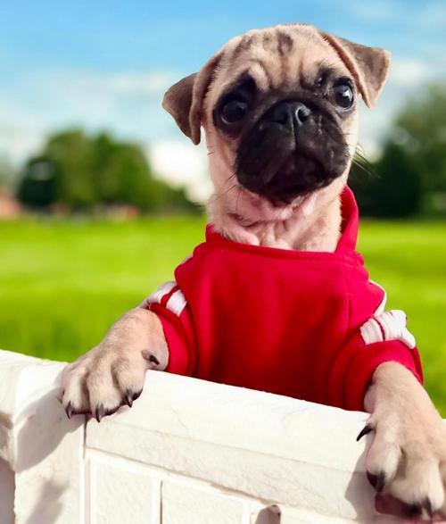 Red Adidog Kapşonlu Sweatshirt Köpek Kazağı