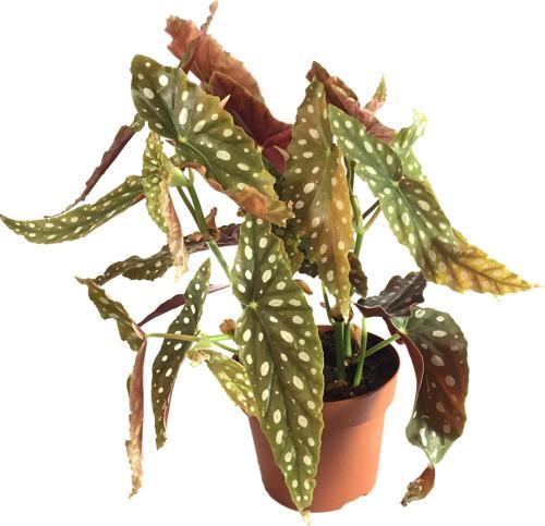 Begonia Maculata (Begonya Çiçeği)