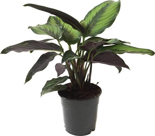 Calathea 'Beauty Star' (Dua Çiçeği)