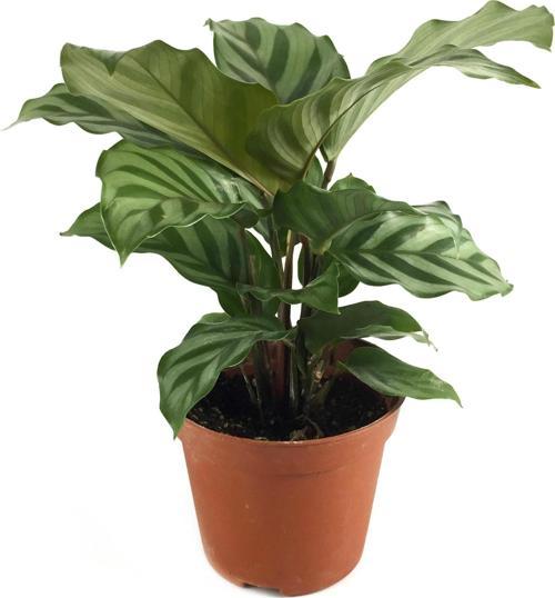 Calathea Concinna 'Freddie' (Dua Çiçeği)