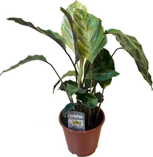 Calathea 'Confusion' (Dua Çiçeği)