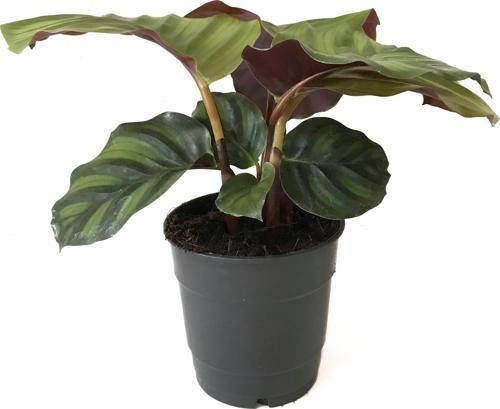 Calathea Fasciata (Dua Çiçeği)