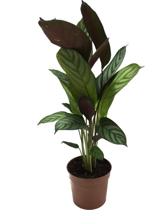 Calathea Majestica 'Exotica' (Dua Çiçeği)