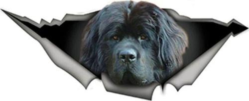 15cm X 6cm Komik Newfoundland Sticker Yapıştırma