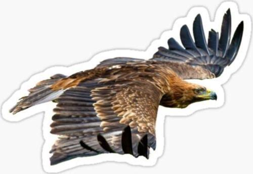 Araba Için Kartal Oto Sticker Yapıştırması Etiket 17cm Z1