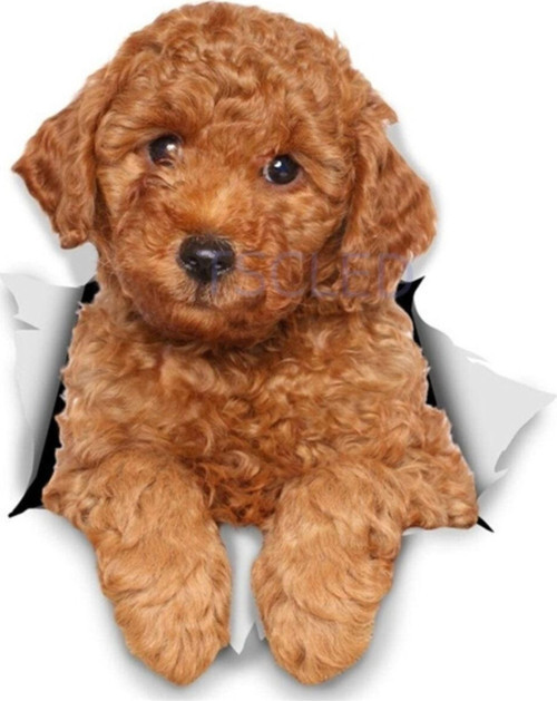 Araba Leptop Köpek Çıkartmaları Sticker Yapıştırma