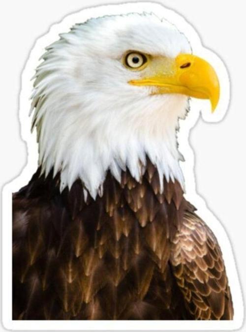 Araba Için Kartal Oto Sticker Yapıştırması Etiket 17cm D2