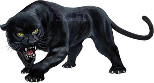 Araba Sticker Siyah Panter Kükreyen Renkli Çıkartma
