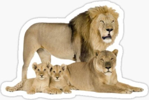 Aslan Ailesi Araba Oto Sticker Yapıştırma Etiket 17cm F9