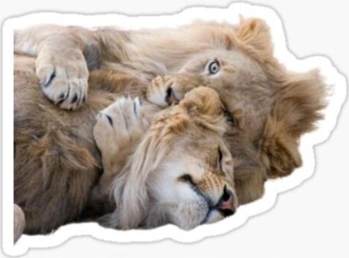 Aslan Ailesi Araba Oto Sticker Yapıştırma Etiket 17cm Q7