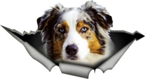 Australian Shepherd Köpek Araba Sticker 18cm