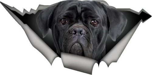 Cane Corso Araba Sticker Yapıştırması 20 Cm Arka Cam Kırılma Efekti