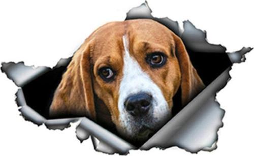 Beagle Cinsi Köpek Araba Sticker