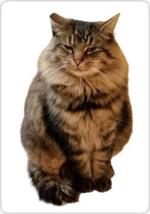 Cins Kedi Iran Kedisi Araba Oto Sticker Etiket Renkli V9